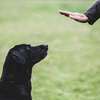 List of Dog Training Services in Nairobi thumb 4