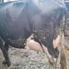Powerful Frisian breed thumb 3