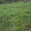 Beautiful one eighth plots in Ngong thumb 9