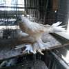 Fancy pigeons thumb 7