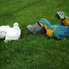 Sweet and lovely hand-reared parrots for sale thumb 7
