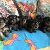 Yorkshire Terrier puppies thumb 1
