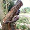 Tree Cutting & Removal - Tree Felling Service Kenya thumb 1