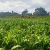 BEAUTIFUL 3 ACRES LAND FOR SALE IN TIMAU thumb 1