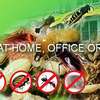 Cockroaches/ Pests/ Bed Bugs/ Fleas/ Ticks/ Mites Fumigation thumb 1