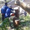 Tree Cutting Nairobi - Your Local Experts thumb 0