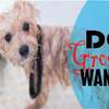 Pet training classes - We love training dogs thumb 7