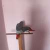 African Grey Parrots for adoption thumb 0