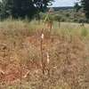 10 Acres Touching Masinga Dam is Available For Sale thumb 0