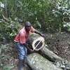 Tree Cutting & Removal.Fast, Professional And Affordable.Landscaping & Gardening Services thumb 0
