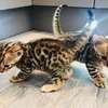 Bengal kittens for adoption. thumb 1