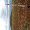 TIMAU LAIKIPIA SIDE 242 ACRES OF ARABLE LAND FOR SALE thumb 5