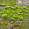 Mould and Lichen Removal (Outdoors) Services.Get Free Quote Now ! thumb 0