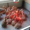 OSTRICH CHICKS FOR SALE. thumb 0