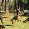 Pets Services-Dog Trainer Services in Kenya thumb 1