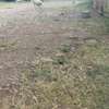 40by100 plot for lease in kahawa west thumb 2