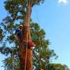 Tree Cutting & Removal - Tree Felling Service Free Quote. thumb 1