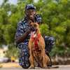 Dog training and behaviour specialists Karen Runda Nyari thumb 10