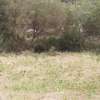 1,000 m² Residential Land in Ngong thumb 2