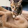 Brown Tabby Kitten Small Indoor Friendly Pet thumb 2