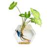 Wall Mounted Hydroponic Glass Vase Plant Terrarium thumb 2