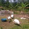 Poultry Incubators & Equipment thumb 19