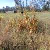 ½ ACRE LAND AT KENOL TOWN IN MURANGA COUNTY thumb 1