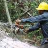 Tree Felling|Tree Pruning .Connect with the experts to get the job done. thumb 4