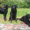 Home Dog Training-Dog Obedience & Behavior Training thumb 10