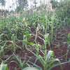 Lovely One Eighth Plot in Ngong thumb 14