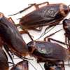 Professional Pest Control Services| Best Bed Bug Control,Cockroach Control.100% Satisfaction Guaranteed. thumb 5