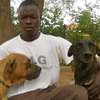 Professional Dog Training - Dog Training - Nairobi thumb 8