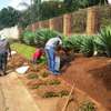 PROFESSIONAL LANDSCAPING, LAWN CARE, & MAINTENANCE SERVICES  NAIROBI.GET A FREE QUOTE TODAY. thumb 9