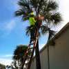 24 HR Tree trimming & pruning|Tree removal|Emergency tree services.Free quote thumb 10