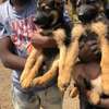 German Shepherd puppies on sale? thumb 1
