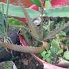 Ported Aloe Vera Plant thumb 5