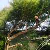 Tree cutting service Nairobi.Fast friendly & affordable. thumb 8