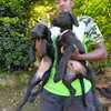 Labrador retriever puppies thumb 0