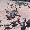 Mixed Heritage Chickens Young Adults Various Colors thumb 1