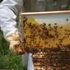 Bee Control Service : Bee Service Nairobi thumb 11