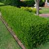 Hedge Planting Services.Vetted & Trusted Professionals.Low price  guarantee. thumb 5