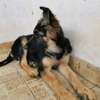 3.3 months Big Boned GSD Puppy Available thumb 1