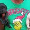 Labrador puppies yellow and black for rehoming thumb 2