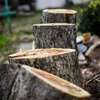 Tree Removal | Tree Cutting | Tree Services | Landscaping & Gardening Services.Get a free quote. thumb 1