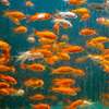 Aquarium Cleaning Services | Fish Tank Maintenance Company thumb 0