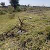 1 acre land kitengela thumb 2