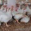 we supply broiler chickens thumb 1