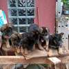 German shepherd dog for sale 2-3 months old(females) thumb 0