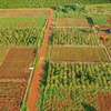 Buy 1/8 acre for sale at Oaklands thumb 4