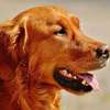 Dog training and behaviour specialists Karen Runda Nyari thumb 6